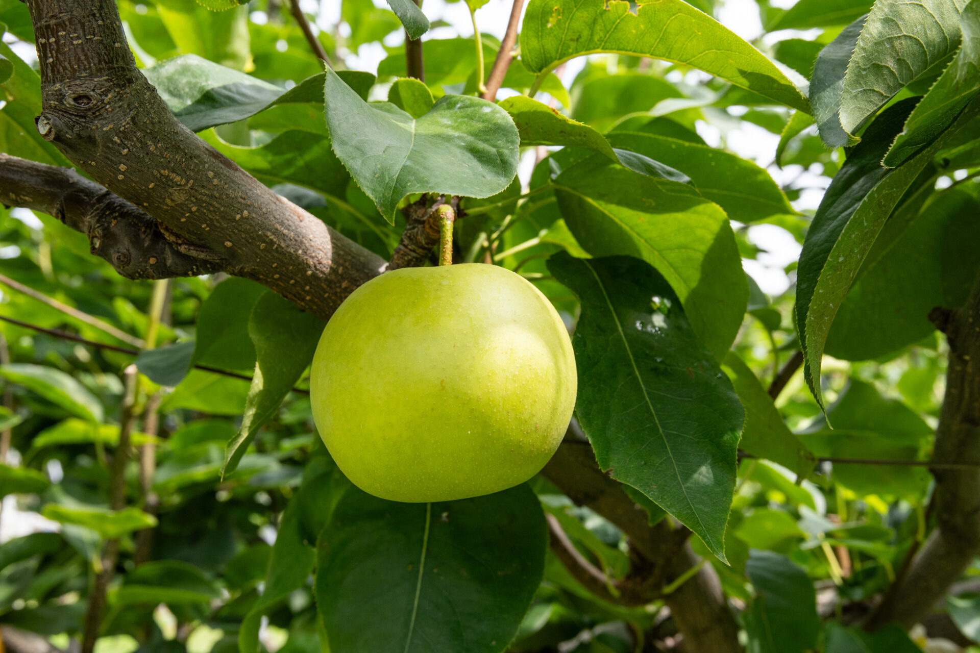 贈答用「夏さやか」5kg