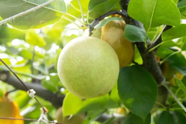 売り切れ】梨農家イチオシ「甘太」贈答用 5kg | 梨屋 こうさてん十