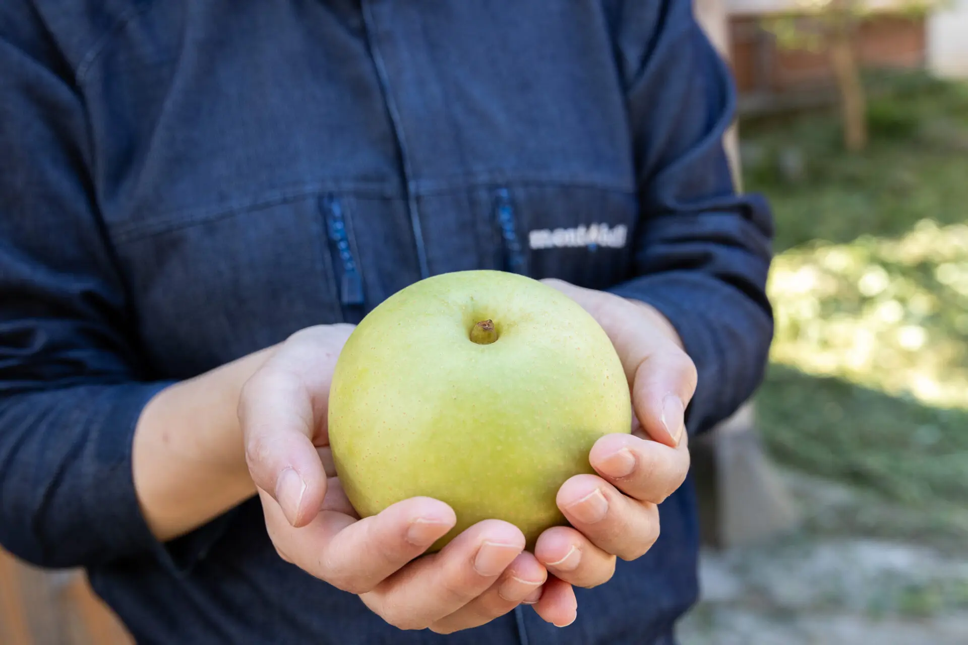 まぼろしの梨」かおり！その特徴と旬の時期を徹底解説 | 梨屋 こうさてん十